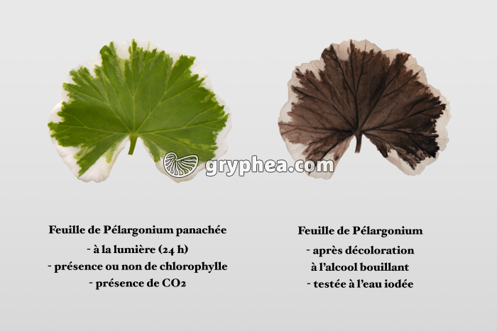 Synthèse de l'amidon - Expérience sans chlorophylle - gryphea.com
